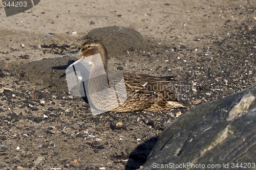 Image of Mallard female