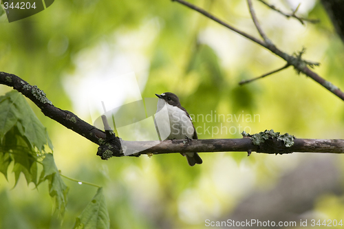 Image of Pied Flycatcher Spring