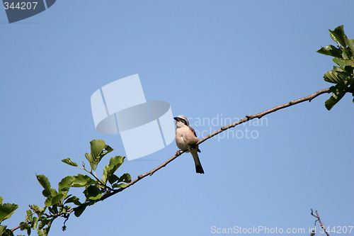 Image of Red-backed Shrike