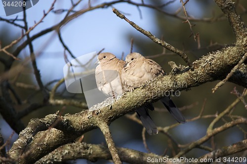 Image of Eurasian Collared Dove couple