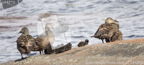 Image of Common Eider females with chicks