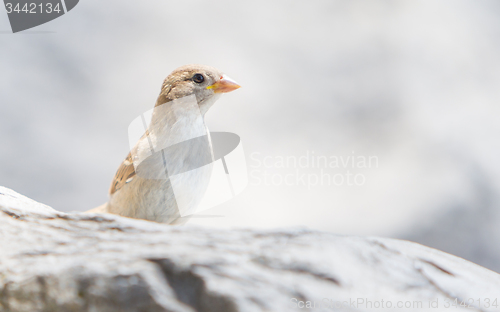 Image of Young sparrow on the waterfront stone
