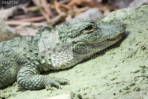 Image of Crocodile resting 