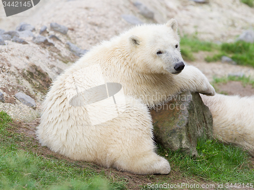 Image of Young polarbear resting