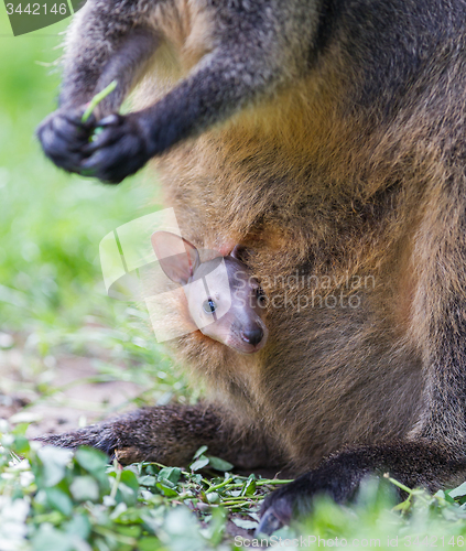 Image of Wallaby with a young joey 