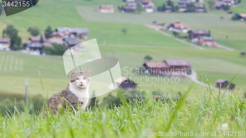 Image of Cat sitting in a large green field