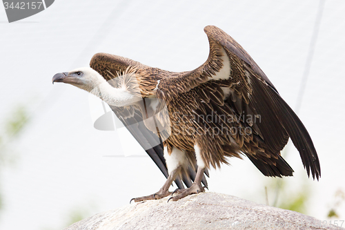 Image of Adult condor