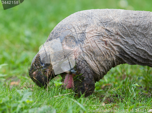 Image of Galapagos giant tortoise eating