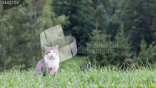 Image of Cat sitting in a large green field