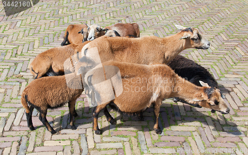 Image of Flock of goats