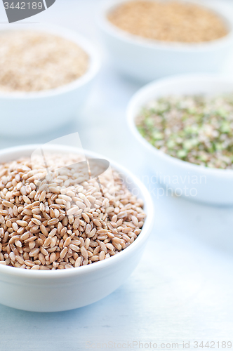 Image of Cereal grains , barley , soybean , rice , millet , spelled