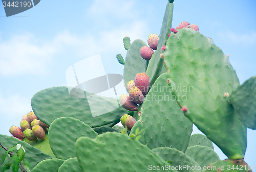 Image of Plants of prickly pear, a fruit typical of southern Italy