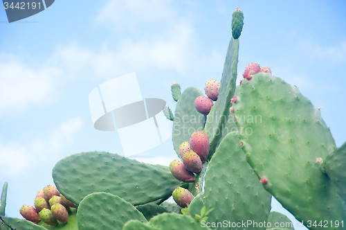 Image of Plants of prickly pear, a fruit typical of southern Italy