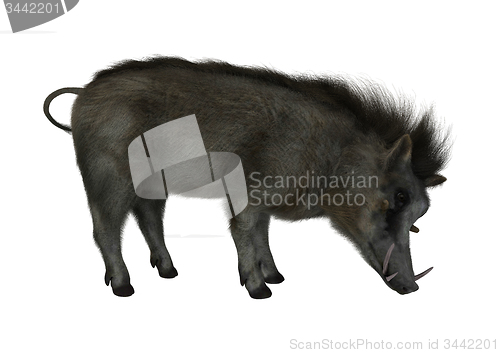 Image of Warthog