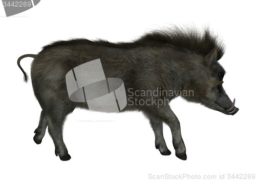 Image of Warthog