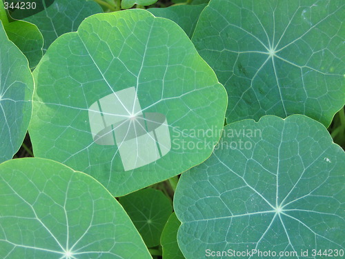 Image of Tropaeolum majus leaf