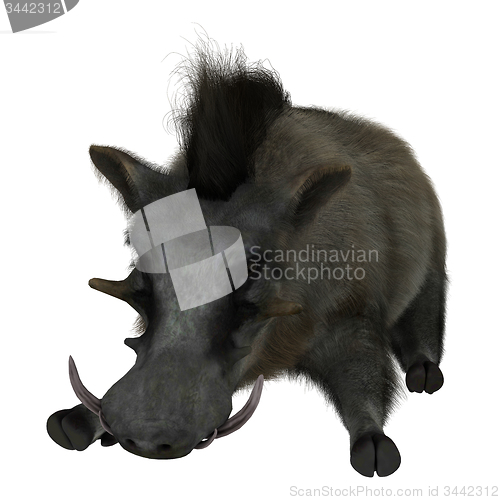 Image of Warthog