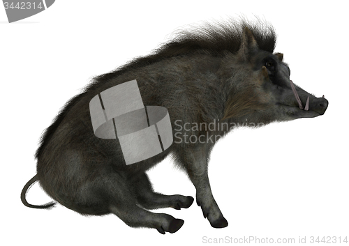Image of Warthog