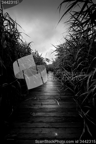 Image of Wooden path trough the reed