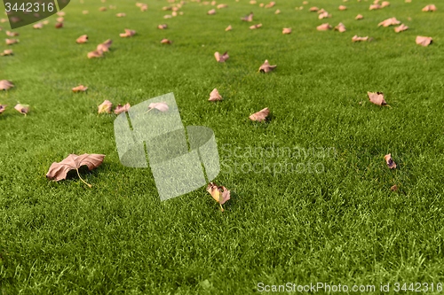 Image of Green lawn at the park