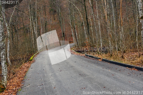 Image of Road in autumn forest landscape