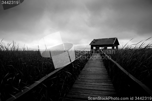 Image of Wooden path trough the reed