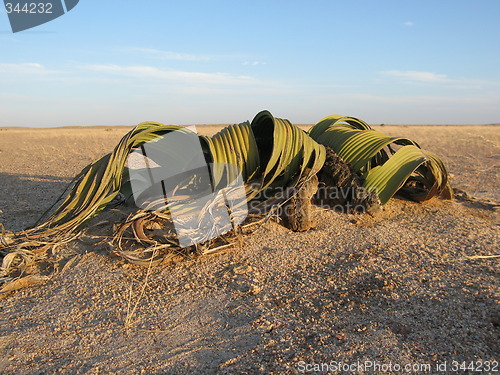 Image of Welwitschia mirabilis