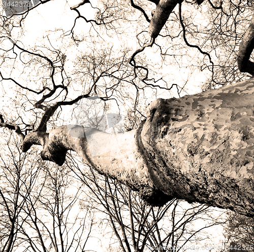 Image of park in london spring sky and old dead tree 