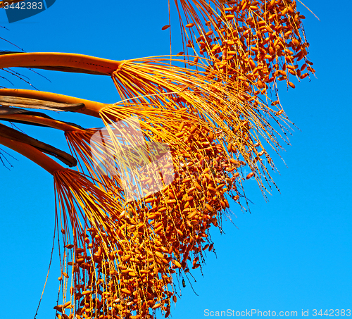 Image of fruit in the sky morocco africa and plant