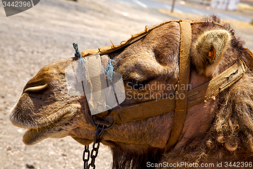 Image of timanfaya spain africa brown dromedary bite    volcanic  lanzaro