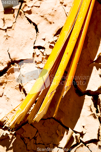 Image of cracked sand in morocco africa   bark