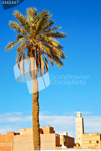 Image of tropical palm in morocco africa alone   and the sky