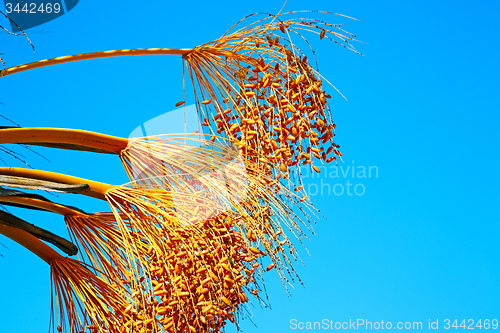 Image of  the sky morocco africa and plant