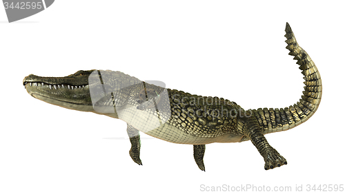 Image of American Alligator