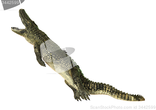 Image of American Alligator