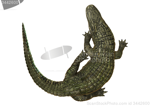 Image of American Alligator