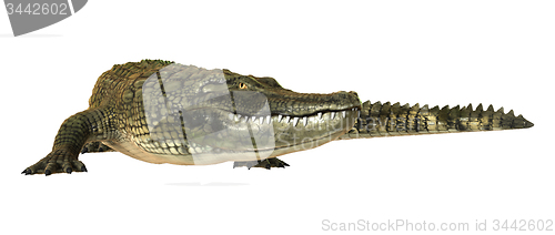 Image of American Alligator