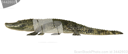 Image of American Alligator