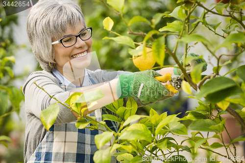 Image of Taking care of lemon tree