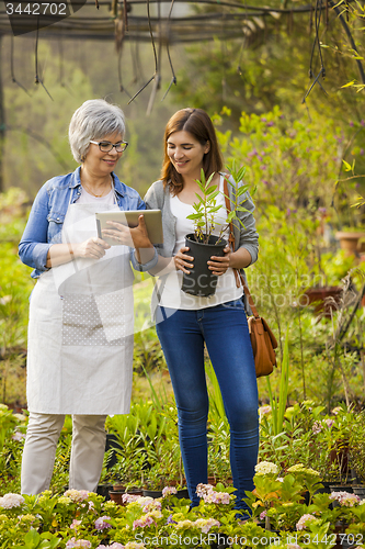 Image of Worker and customer in a green house