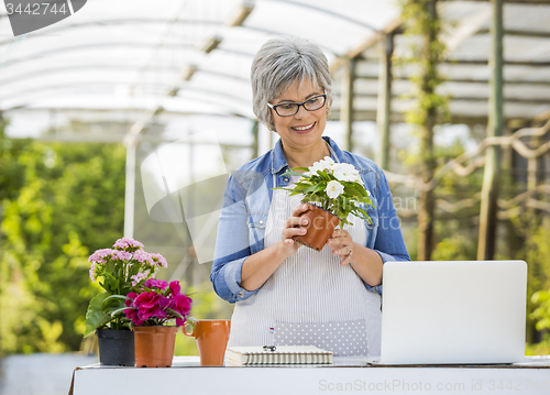 Image of Working in a green house