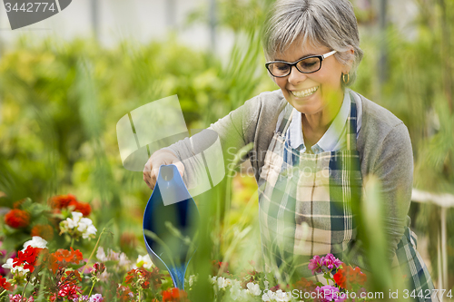 Image of Mature woman watering flowers