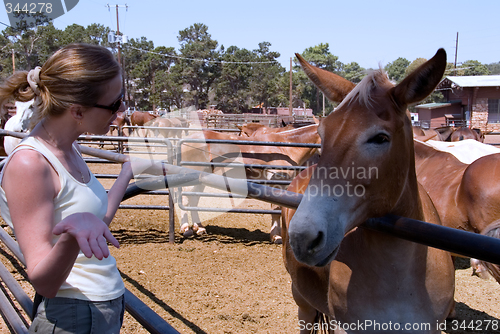 Image of Talking to a mule