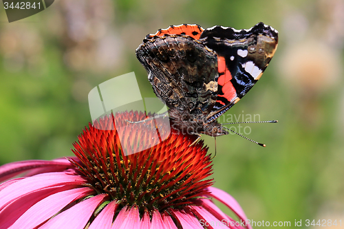 Image of Red Admiral Butterfly Feeding on Coneflower