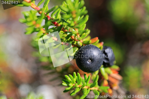 Image of Black Crowberry, Empetrum nigrum