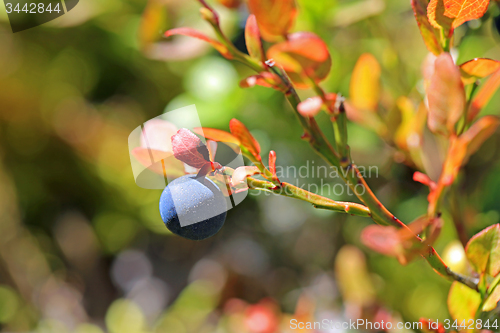 Image of Single Bilberry or Vaccinium myrtillus