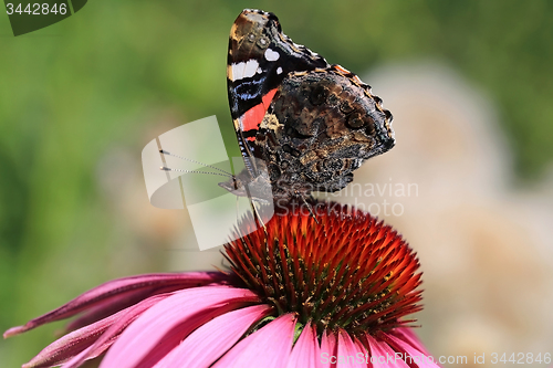 Image of Red Admiral Butterfly Feeding on Coneflower