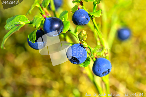 Image of Vaccinium myrtillus, Bilberry