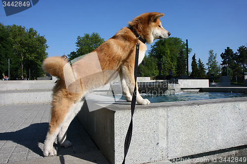 Image of Akita Inu