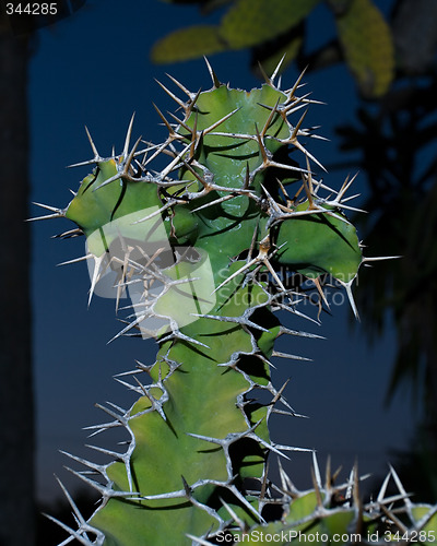 Image of Cross shaped cactus